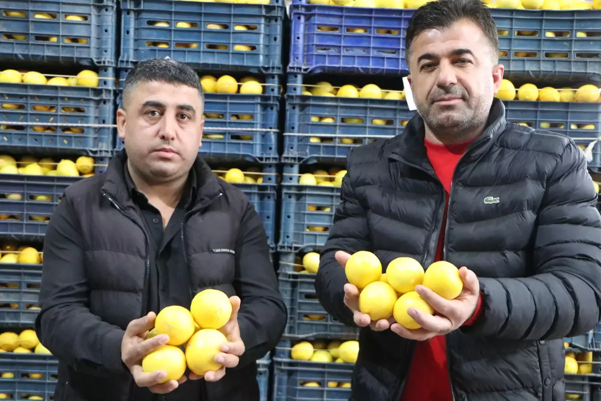 Adana’da Limon Fiyatları Uçtu: Üretici ve Tüketici Mağdur